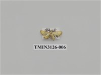 藏品(螟蛾245)的圖片